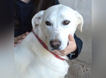 Armindo - aller guten Dinge sind drei