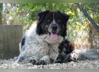 Ray - Zeig mir die Welt außerhalb des Zwingers...