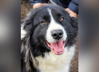 Frasio - Wenn Lebendigkeit zum Verhängnis wird