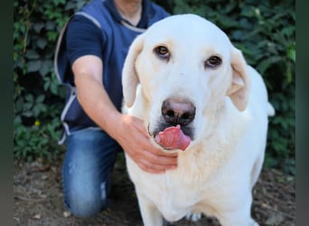 Scoutie - Scoutie hat Fernweh nach Liebe