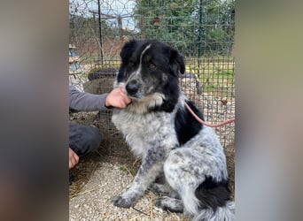 Ray - Zeig mir die Welt außerhalb des Zwingers...