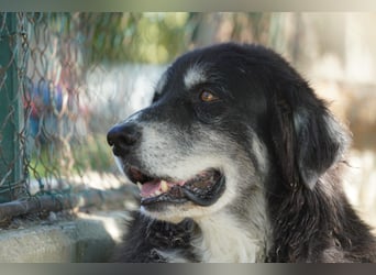 Kuno - Ein Ende in Sicht?