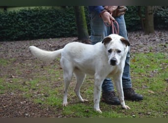 El Fava - hübscher Junge mit braunen Öhrchen