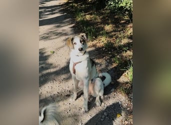 Nelly sucht dich - Groß, liebenswert und voller Herz