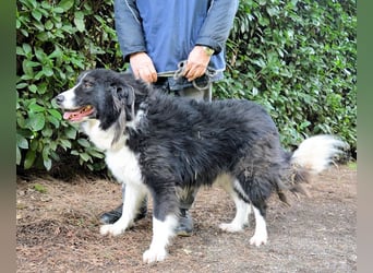 Frasio - Wenn Lebendigkeit zum Verhängnis wird