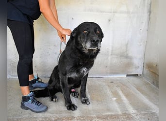 Idrysh - große Hunde werfen lange Schatten