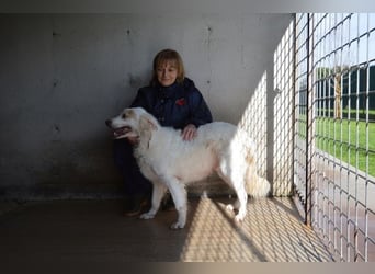 Gualter - und der staubige, unsichtbare Koffer