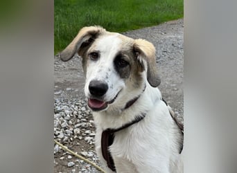 Nelly sucht dich - Groß, liebenswert und voller Herz