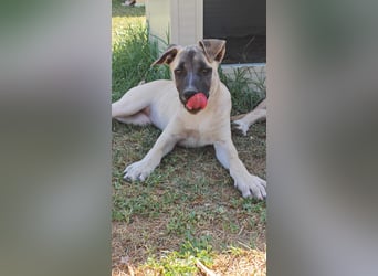Inga - (Dringend Pflegestelle oder Zuhause gesucht)  Zwei kleine Hunde und ...