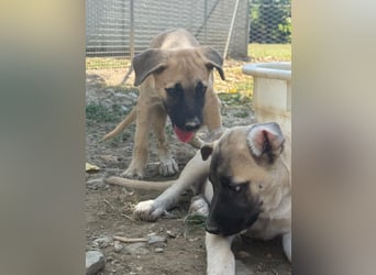 Inga - (Dringend Pflegestelle oder Zuhause gesucht)  Zwei kleine Hunde und ...