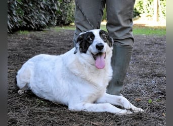 Archie - Die Hoffnung stirbt zuletzt