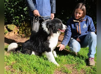 Frasio - Wenn Lebendigkeit zum Verhängnis wird