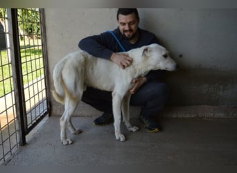 Benoit - SOS - Hellbraune Augen, die sich nach Liebe sehen