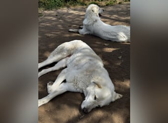 Clara - geht ihren Weg weiter