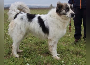 Poncio - wird zum Musterschüler