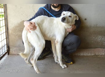 Benoit - NOTFALL - Hellbraune Augen, die sich nach Liebe sehen