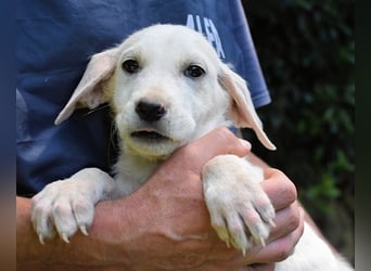 Scoutie - Scoutie hat Fernweh nach Liebe