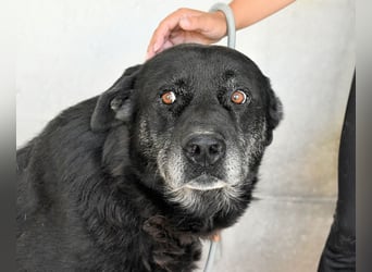 Idrysh - große Hunde werfen lange Schatten