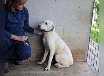 Armindo - aller guten Dinge sind drei