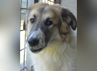 Heraclio - SOS - Wenn die Hoffnung stirbt