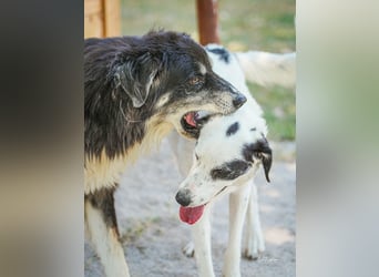 Kuno - Ein Ende in Sicht?