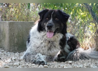 Ray - Zeig mir die Welt außerhalb des Zwingers...