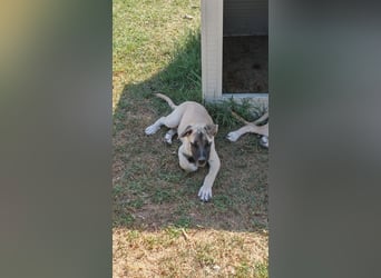Inga - (Dringend Pflegestelle oder Zuhause gesucht)  Zwei kleine Hunde und ...