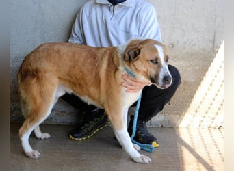 Scotlee - Drei Leben. Drei Chancen.