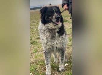 Ray - Zeig mir die Welt außerhalb des Zwingers...