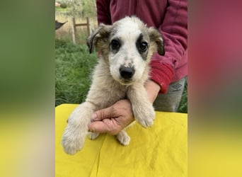 Nelly sucht dich - Groß, liebenswert und voller Herz