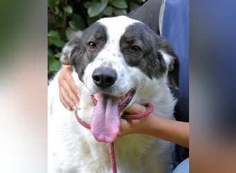 Archie - Die Hoffnung stirbt zuletzt