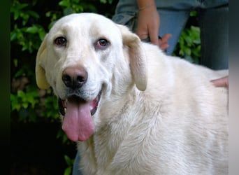 Scoutie - Scoutie hat Fernweh nach Liebe