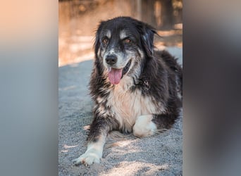 Kuno - Ein Ende in Sicht?