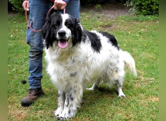 Kermes - Von Gitterpoesie und der Kunst des Schwanzwedelns