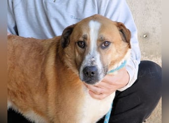 Scotlee - Drei Leben. Drei Chancen.