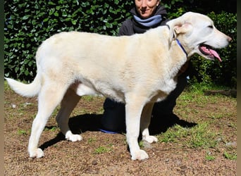 Scoutie - Scoutie hat Fernweh nach Liebe
