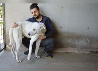 Benoit - SOS - Hellbraune Augen, die sich nach Liebe sehen