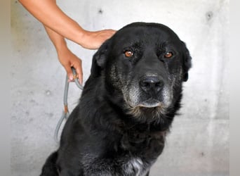 Idrysh - große Hunde werfen lange Schatten