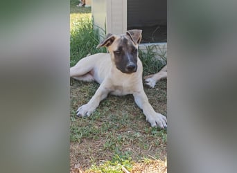 Inga - (Dringend Pflegestelle oder Zuhause gesucht)  Zwei kleine Hunde und ...