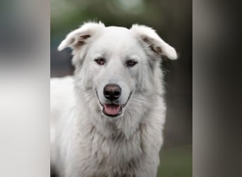 Tennison - Fellknäuel sucht dringend großes Körbchen