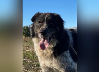 Ray - Zeig mir die Welt außerhalb des Zwingers...