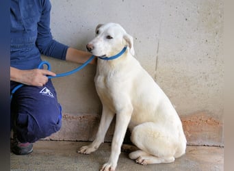 Armindo - aller guten Dinge sind drei