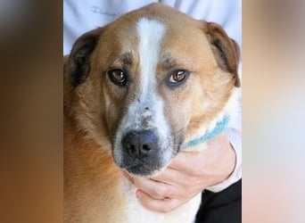 Scotlee - Drei Leben. Drei Chancen.