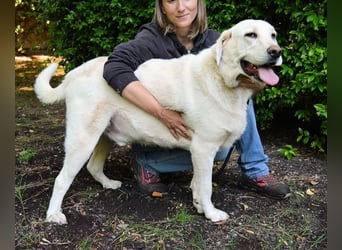 Scoutie - Scoutie hat Fernweh nach Liebe