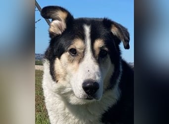 Giangy - Lebens- und Liebesverlängernde Maßnahmen