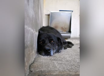 Idrysh - große Hunde werfen lange Schatten
