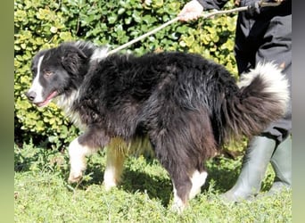 Frasio - Wenn Lebendigkeit zum Verhängnis wird