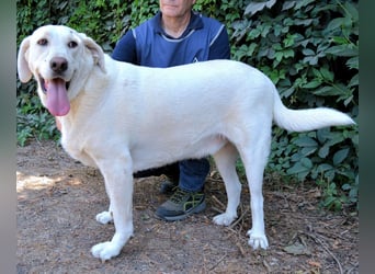 Scoutie - Scoutie hat Fernweh nach Liebe