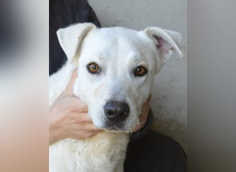 Benoit - SOS - Hellbraune Augen, die sich nach Liebe sehen