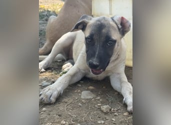 Inga - (Dringend Pflegestelle oder Zuhause gesucht)  Zwei kleine Hunde und ...